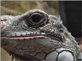 Animals in Dutch Zoo's: Artis and Beekse Bergen