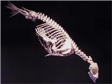 Skelton