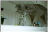 01-My Rusian Blue Cat Delphy Dejagilevs Beauty of Lebanon