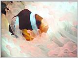 Another Anemone Fish  - up close ans personal!