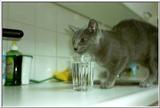 02-My Rusian Blue Cat Delphy Dejagilevs Beauty of Lebanon