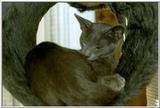 03-My Rusian Blue Cat Delphy Dejagilevs Beauty of Lebanon