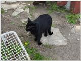 (My Cats]  - 0086-mvc.jpg (0/1)