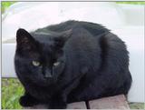 (My Cats]  - 0088-mvc.jpg (0/1)