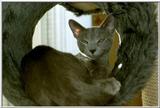 04-My Rusian Blue Cat Delphy Dejagilevs Beauty of Lebanon