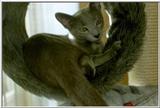 05-My Rusian Blue Cat Delphy Dejagilevs Beauty of Lebanon