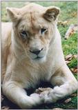 Toronto Zoo 0105 - White Lion (lioness)