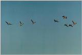 Toronto Zoo 0113 - Canada Geese in flight