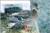 Female Mallard Duck In James Gardens