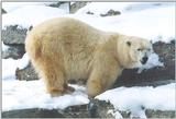 Polar Bear at Toronto Zoo