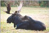 Toronto Zoo summer moose