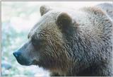 Please don't feed the bears. :-)
