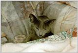 06-My Rusian Blue Cat Delphy Dejagilevs Beauty of Lebanon