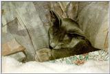 07-My Rusian Blue Cat Delphy Dejagilevs Beauty of Lebanon