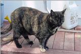 (My Cats] - 0170-mvc.jpg (1/1)