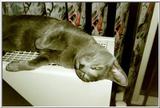 09-My Rusian Blue Cat Delphy Dejagilevs Beauty of Lebanon