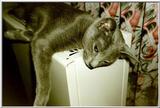 10-My Rusian Blue Cat Delphy Dejagilevs Beauty of Lebanon