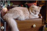 (My Cats] - 0191-mvc.jpg (1/1)