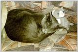 11-My Rusian Blue Cat Delphy Dejagilevs Beauty of Lebanon