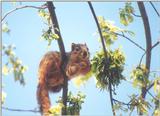 Fox Squirrel 02