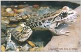 Pickerel Frog