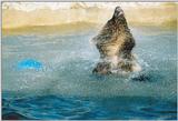 Who says life at Toronto Zoo isn't fun? 0202