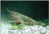 bat fish, aquarium