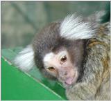 tiny monkey --> Common Marmoset (Callithrix jacchus)