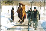 Toronto Zoo 0214 - Bactrian Camel