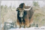 Toronto Zoo 0216 - Musk Ox