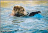 Toronto Zoo 0219 - Brown Bear