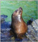 seal