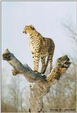 Toronto Zoo - Cheetah
