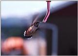 hummingbird