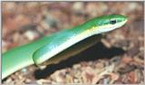 Rough Green Snake (Opheodrys aestivus)