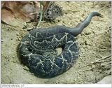 rattlesnake