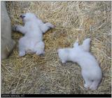 polarbears - Polar Bear cubs