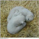 polarbears