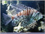 rotfeuerfisch