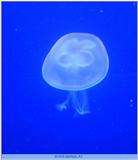 jelly fish