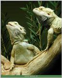 iguana