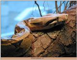 python (?)