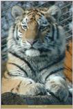 young tiger