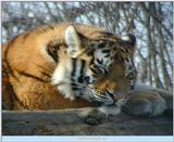 tiger