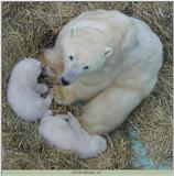 polar bears