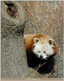 little panda