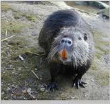 bisamratte