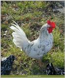 rooster