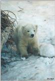 Toronto Zoo 0315 - Polar Bear cub