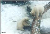 Toronto Zoo 0316a - Polar Bears